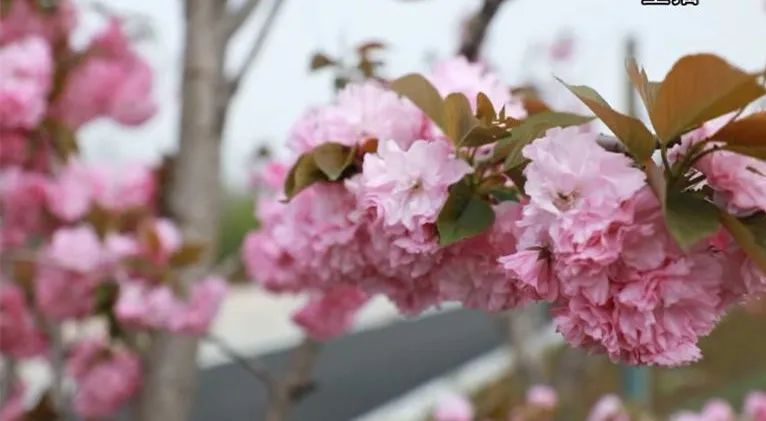 光山官渡樱花绽放云赏幸福光山