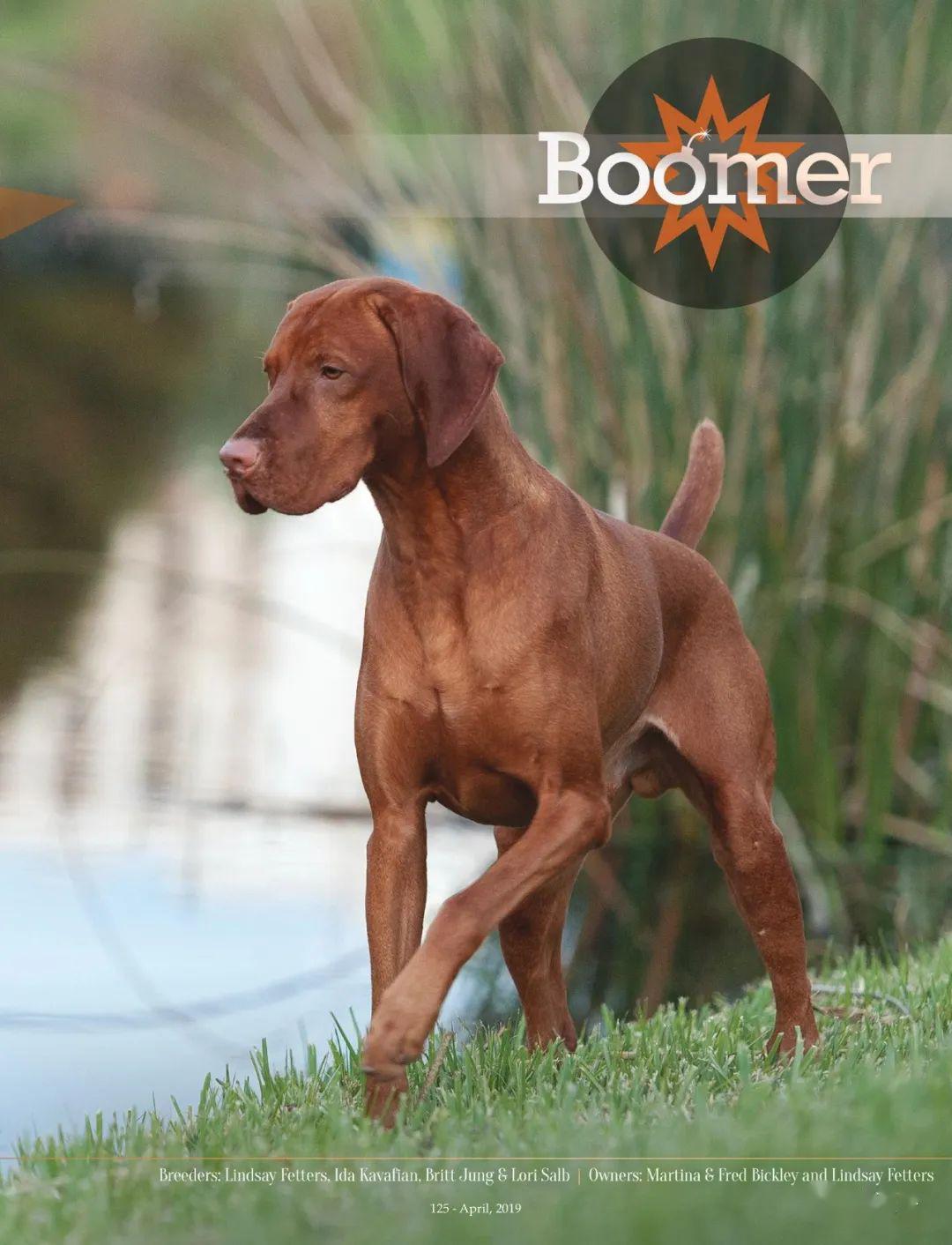 2020年最新美国akc运动犬组排行榜top10