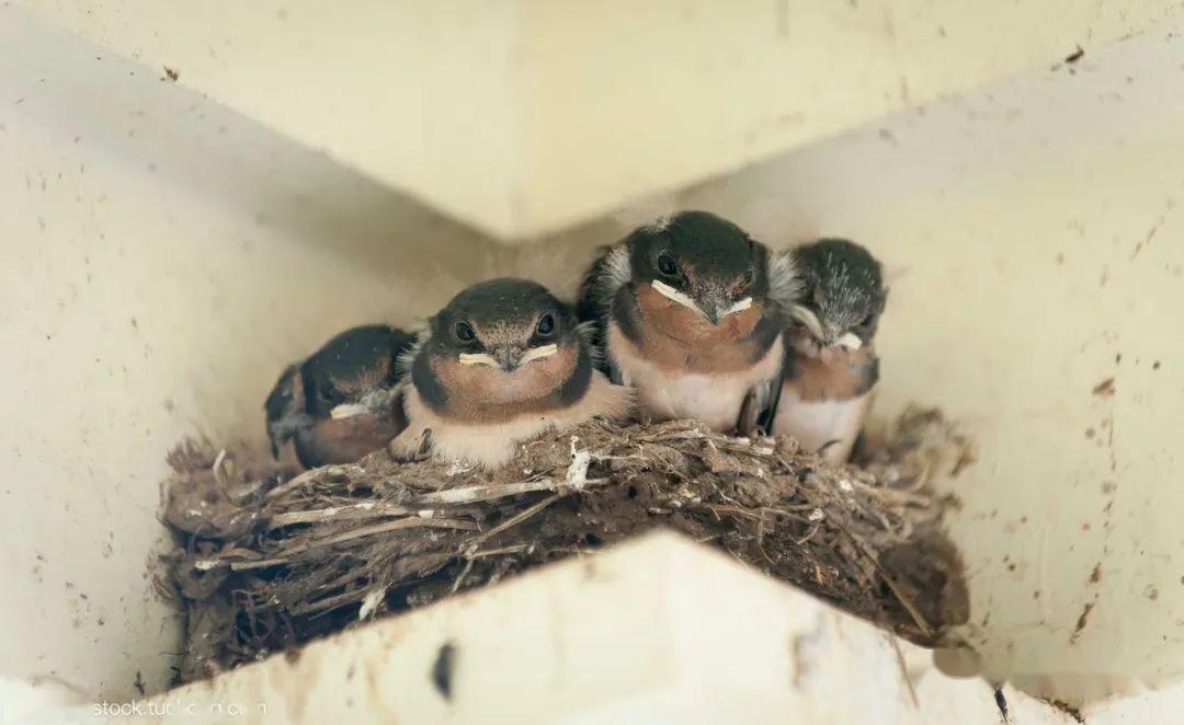 异域采风李怀秀燕巢每年都是新的