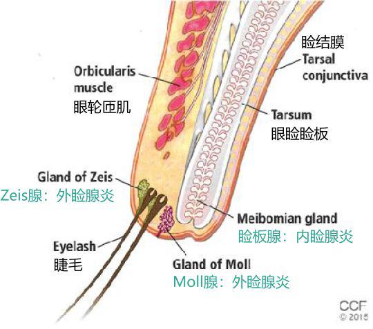 包括睫毛毛囊根部皮脂腺(zeis腺),睑缘变异汗腺(moll腺),睑板腺