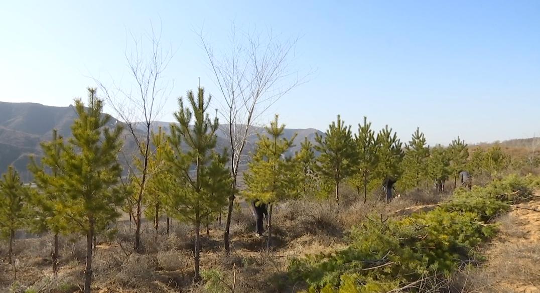 油松怎样栽植能活