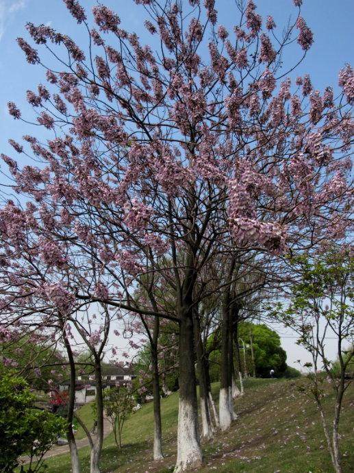 原創鞏義魯莊我家門前的花園