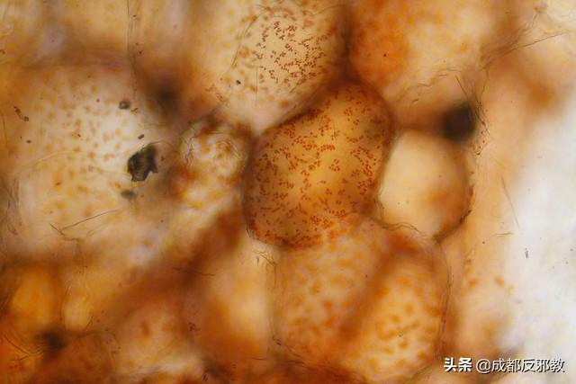 红辣椒表皮细胞图图片