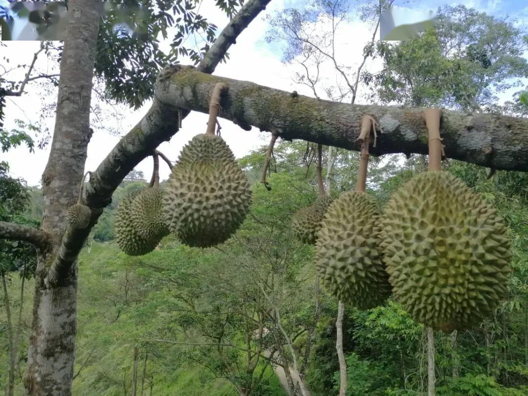 果农在树下拉起渔网,接住掉落的成熟榴莲我们常闻到的那种"榴莲臭味"