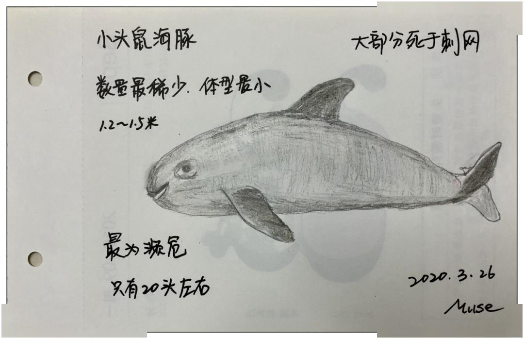 18支画笔下的小头鼠海豚