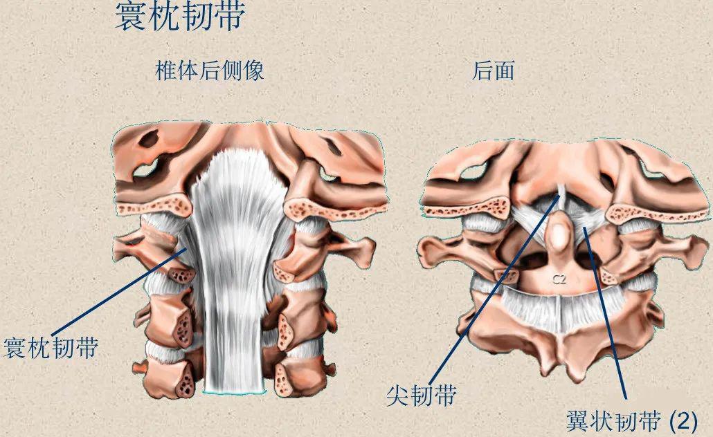 收藏了:脊柱超詳細解剖,高清圖文版!_頸椎