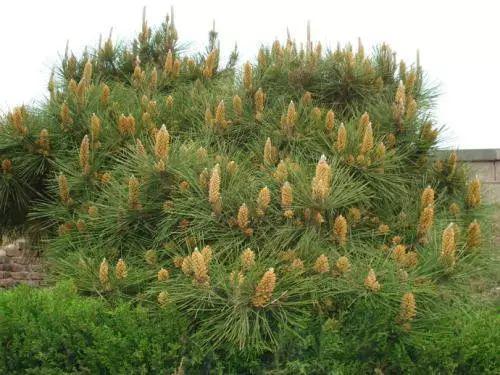 当松花粉碰撞糯米粉于是有了春的味道松花饼