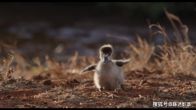 如此有灵性的动物,却连族长女王都惨遭猎杀_雅典娜