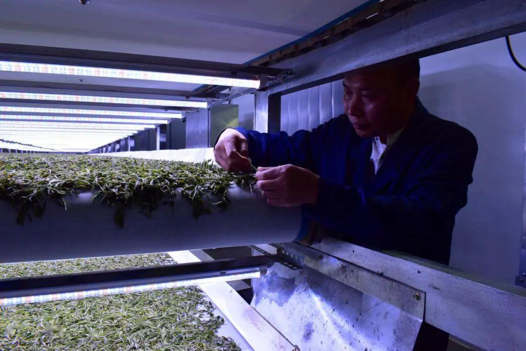 东源全自动白茶萎凋生产线正式投入运行