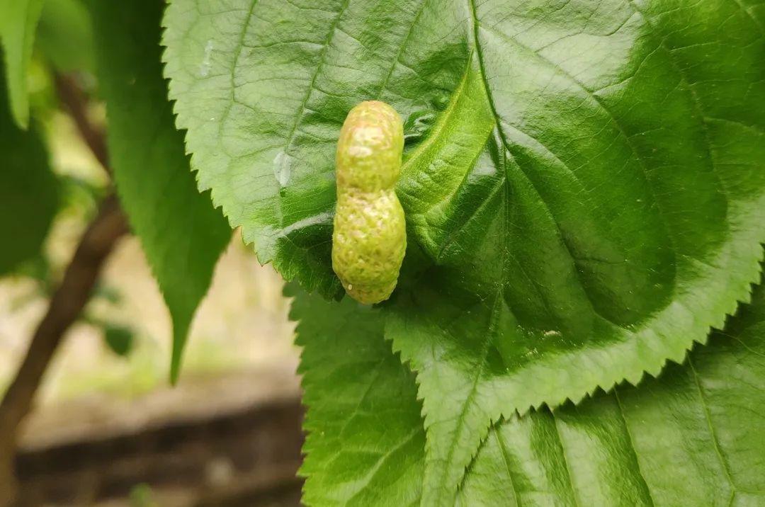点击空白处查看答案樱桃瘿瘤蚜樱桃的叶片受到蚜虫的危害后,受害点