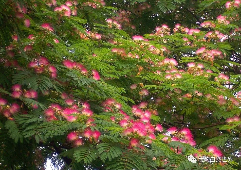 一树红绒落马缨合欢你可识得
