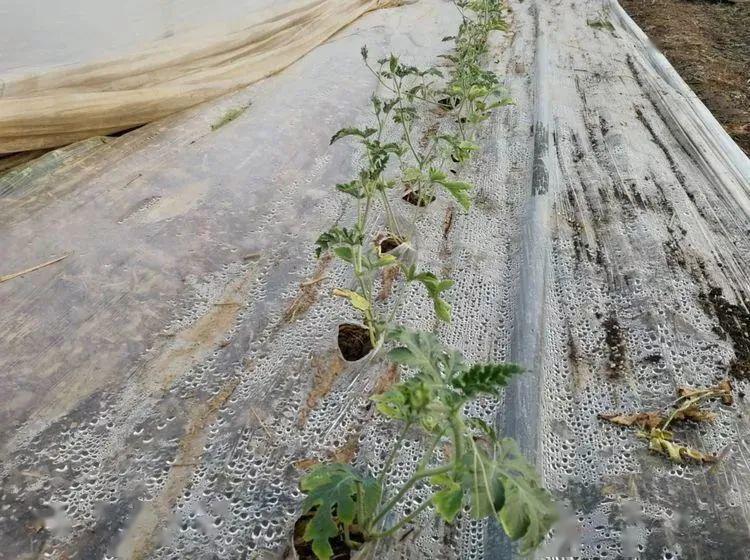 僵苗严重影响西瓜生长发育这里有解决方案