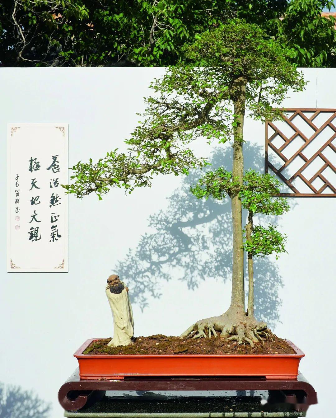 抗疫时刻线上回顾岭南盆景名家吴成发陈昌黄就伟精品展回顾榕树相思