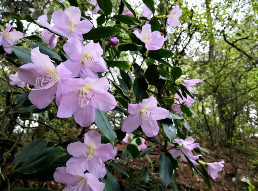 七十二花信 | 清明三候:琼枝日出晒红纱_杜鹃花