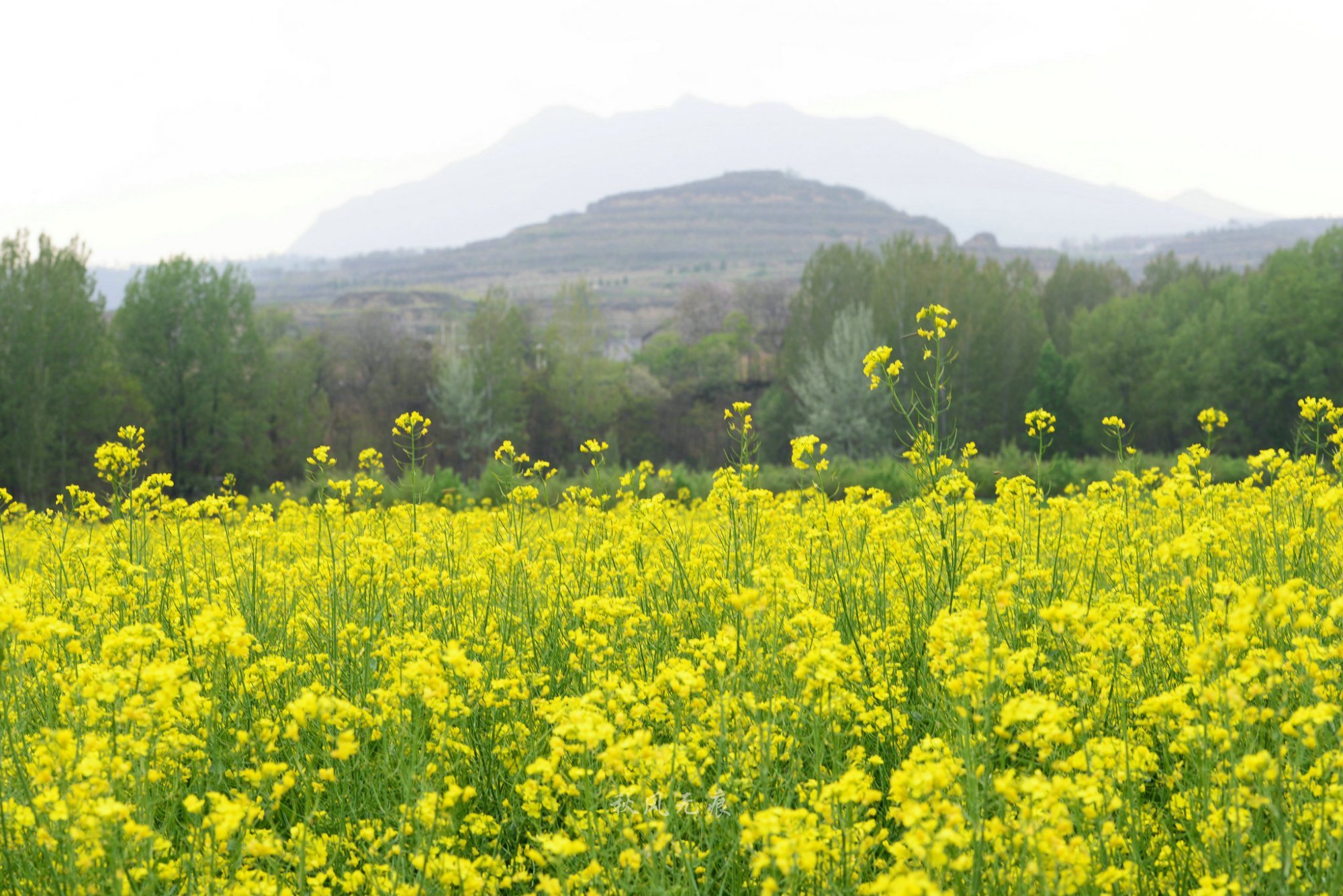 三原嵯峨山麦田杨树与油菜花绘出关中北缘的春色