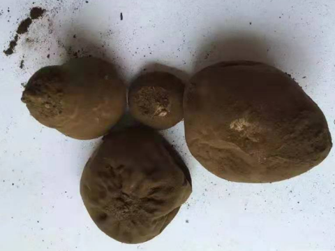 脱皮马勃:扁球形,无不孕基部,包被灰棕色至黄褐色,易破裂,孢体灰褐色