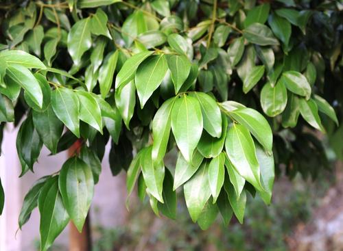 原创农村常见的一种树木,老农说这树叶是个宝,有啥用呢?看完明白了