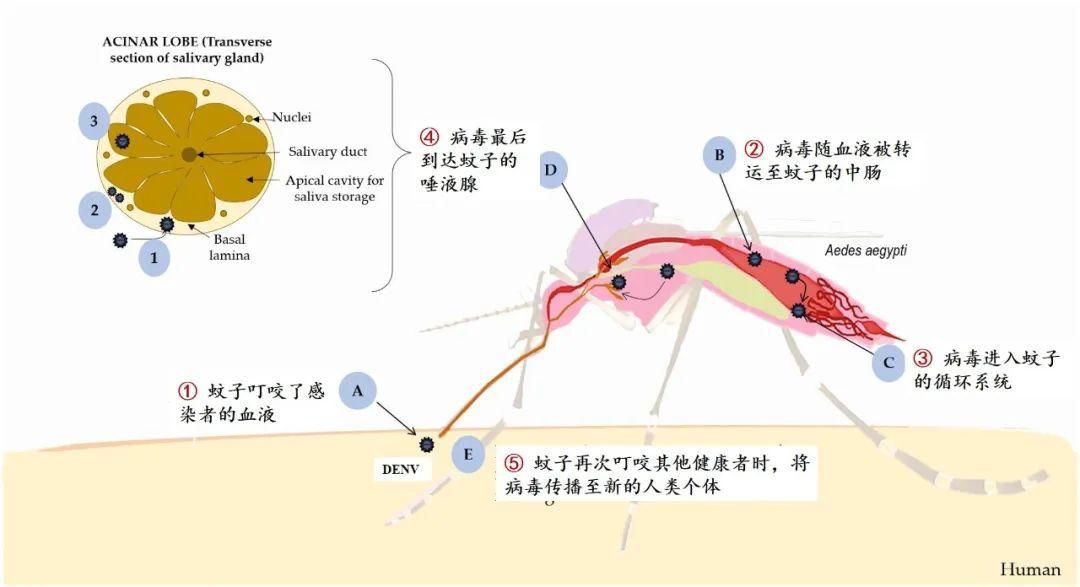 蚊子的构造图图片