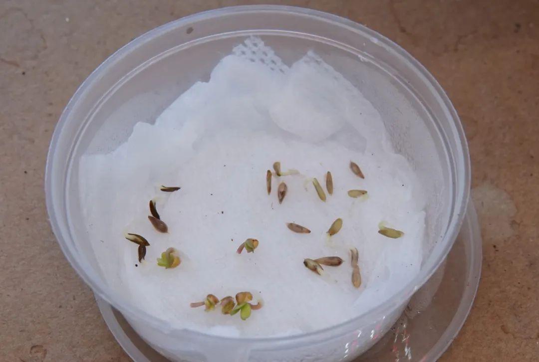 交作业:水培种菜进度,还有绿萝,薄荷该如何扦插_种子