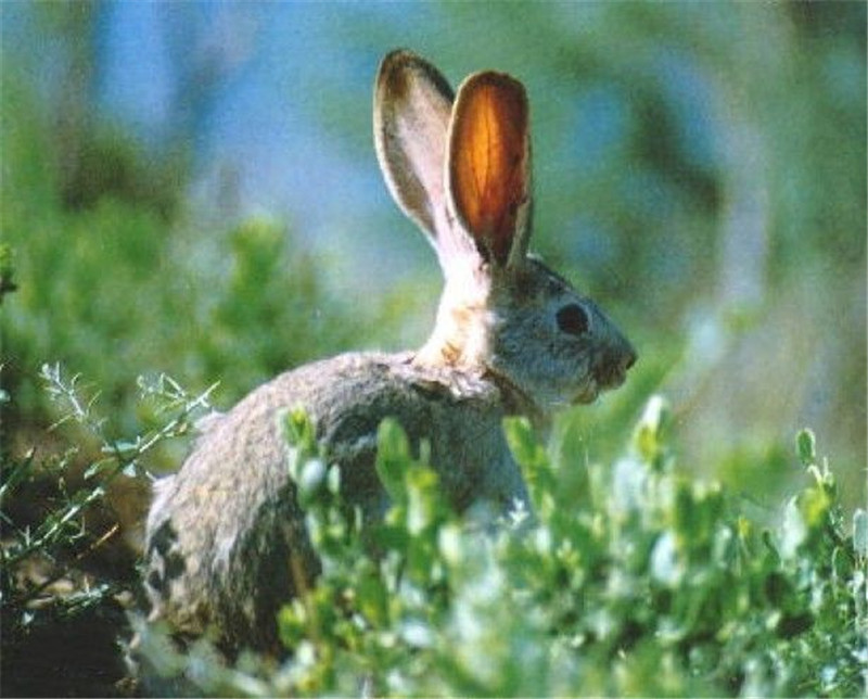 沙漠长耳兔图片图片