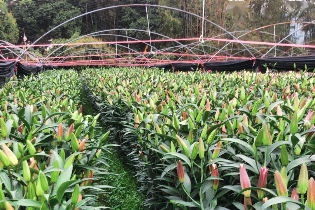 春耕时节带你感受太平镇银林村传统农耕之美