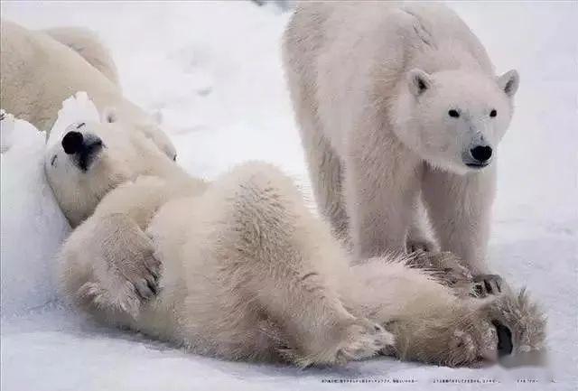 星野道夫熊走进我的帐篷我按下最后一次快门