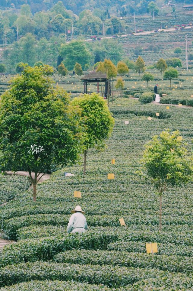 藏在成都周边的小江南绿水廊桥万亩茶园春游踏青宝藏地