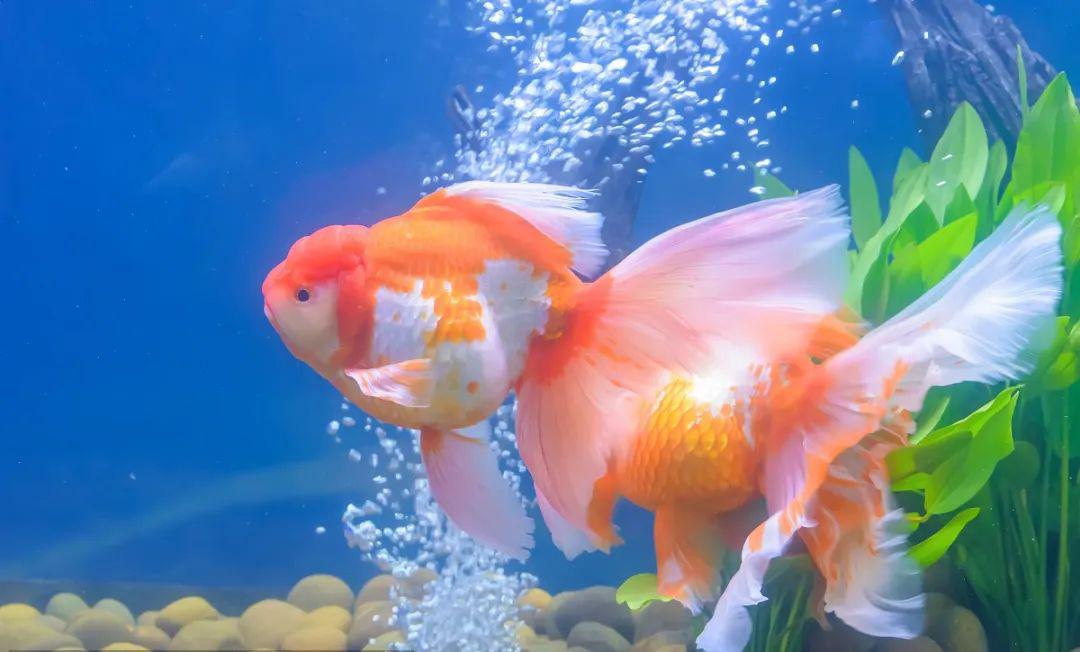 文博在我身边游来游去的鱼一条也不会少