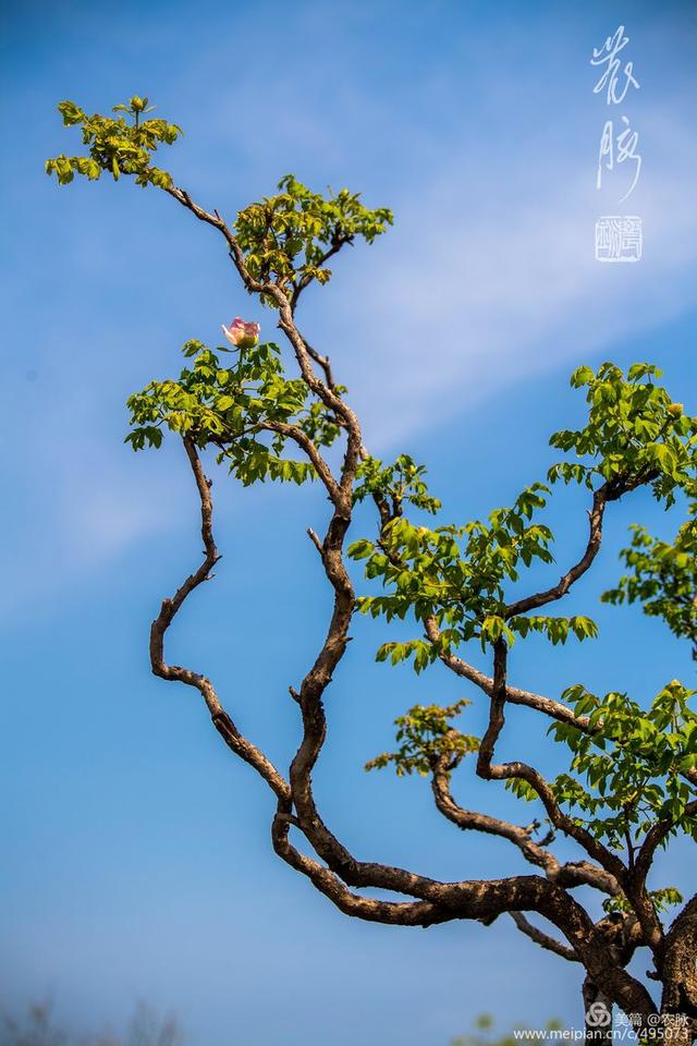 原创总领群芳花之王洛阳千年皇家园林百年牡丹花王盛开