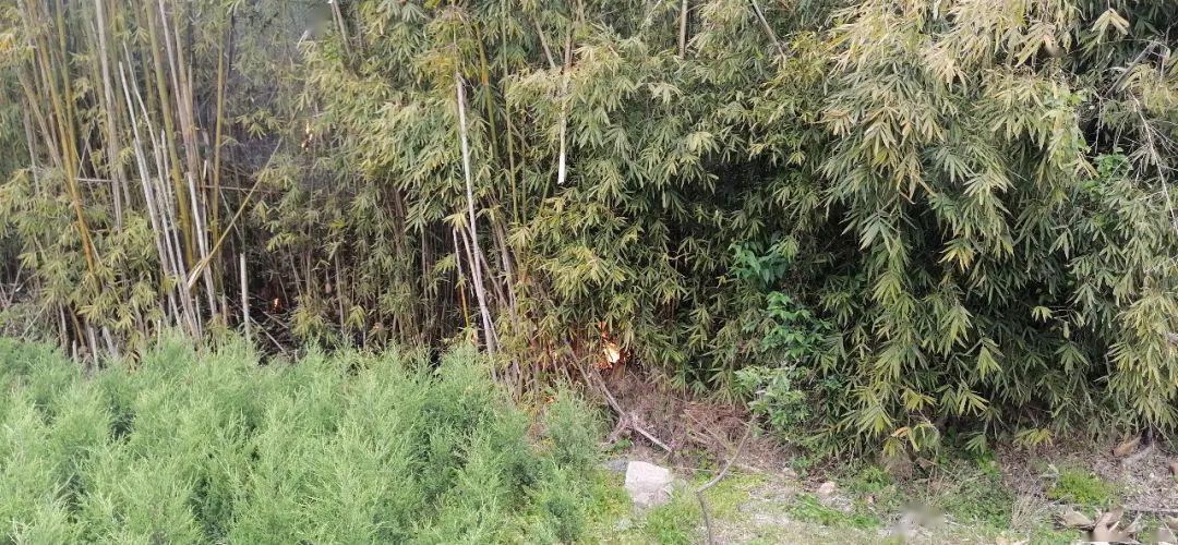 桥头某加油站附近着火_竹林
