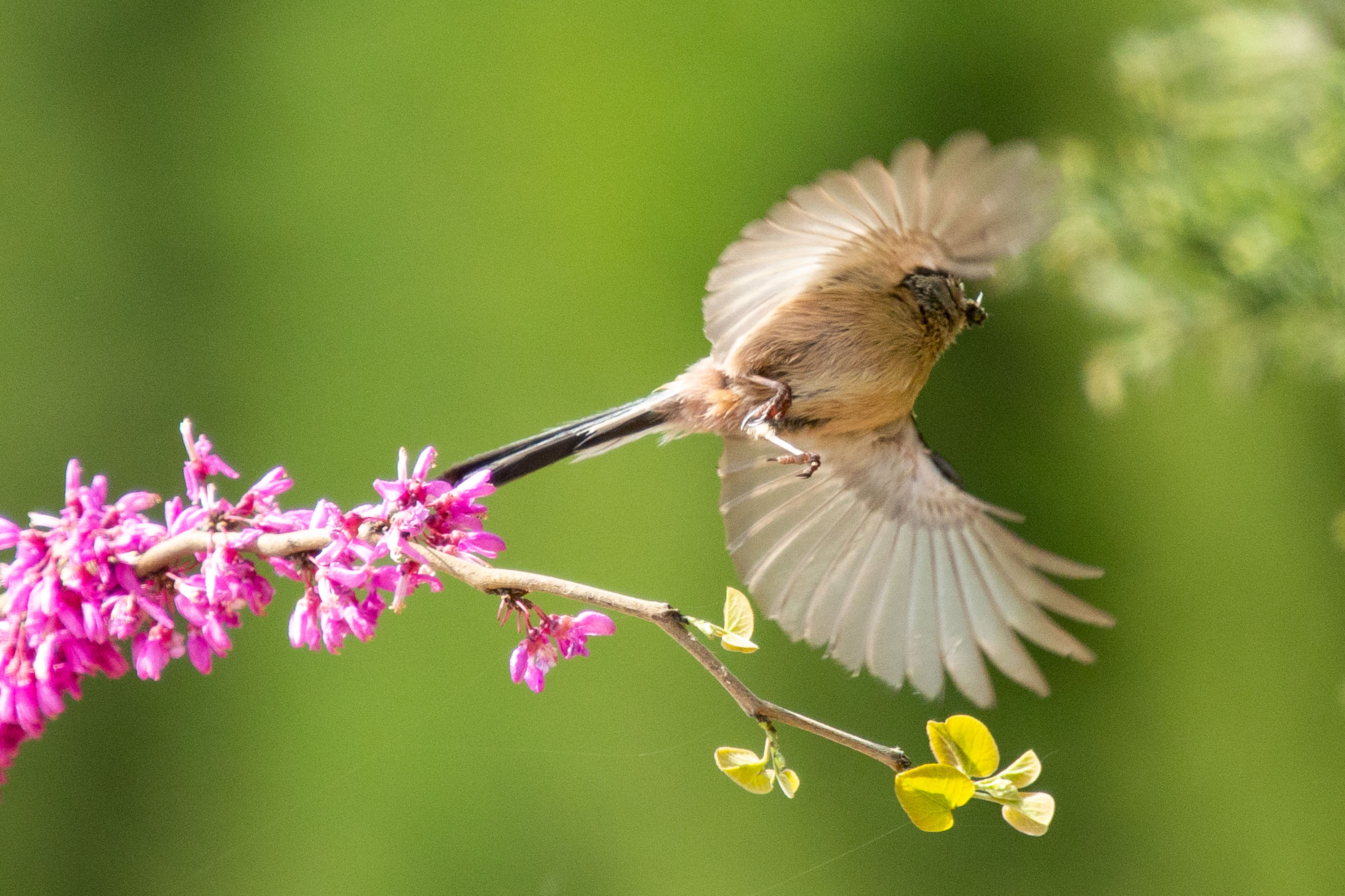 五十五岁汉子懂鸟心思,把十几种飞禽引家树林里,没成想日进斗金_鸟类