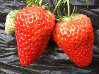 2020年赛娃草莓苗全新特点优势介绍