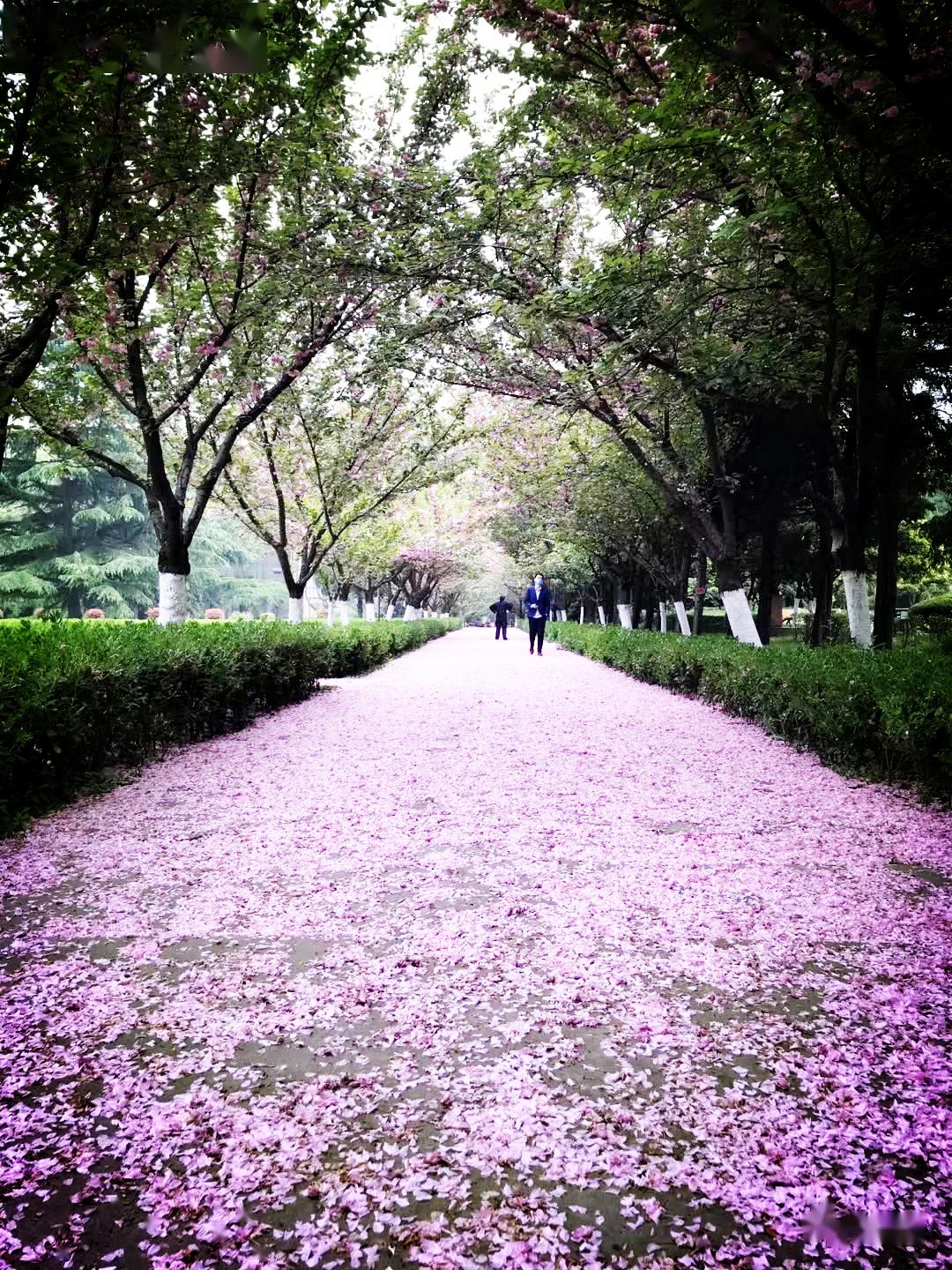 题落花照