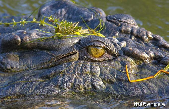现存大鳄魔体长可达6米咬合力是鬣狗4倍还可跨海冲浪