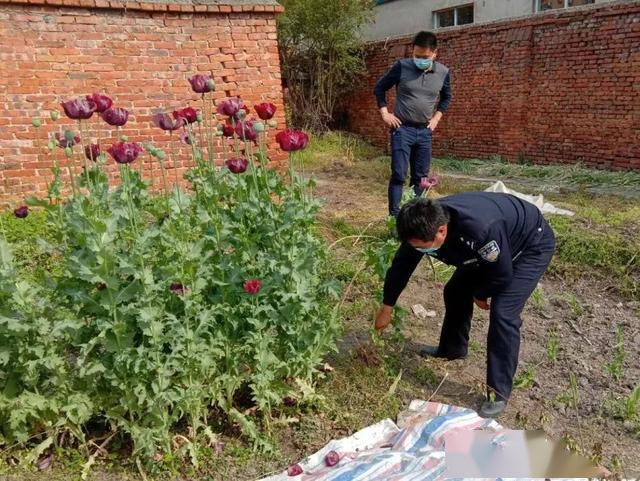 听信民间传闻老人种植60株罂粟被行政处罚