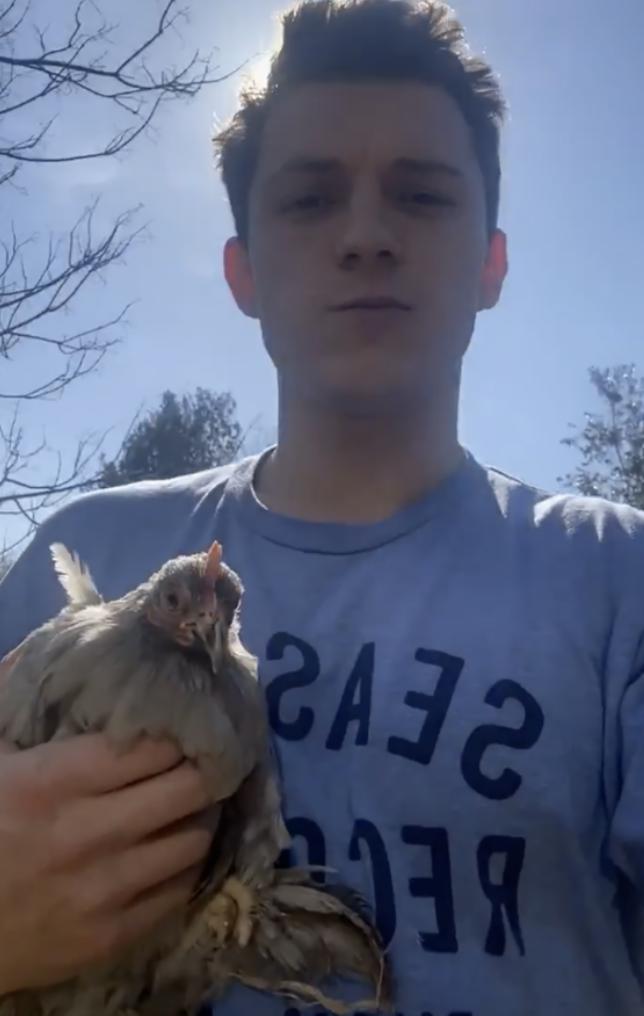 荷兰弟养鸡汤老师种菜疫情下的好莱坞明星都家在干啥