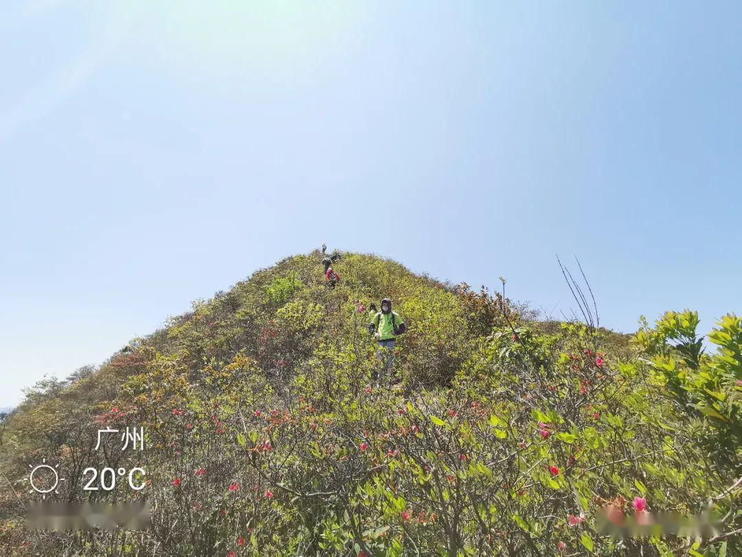 前兩天我們去通天蠟燭賞杜鵑竟然看到這樣的場景