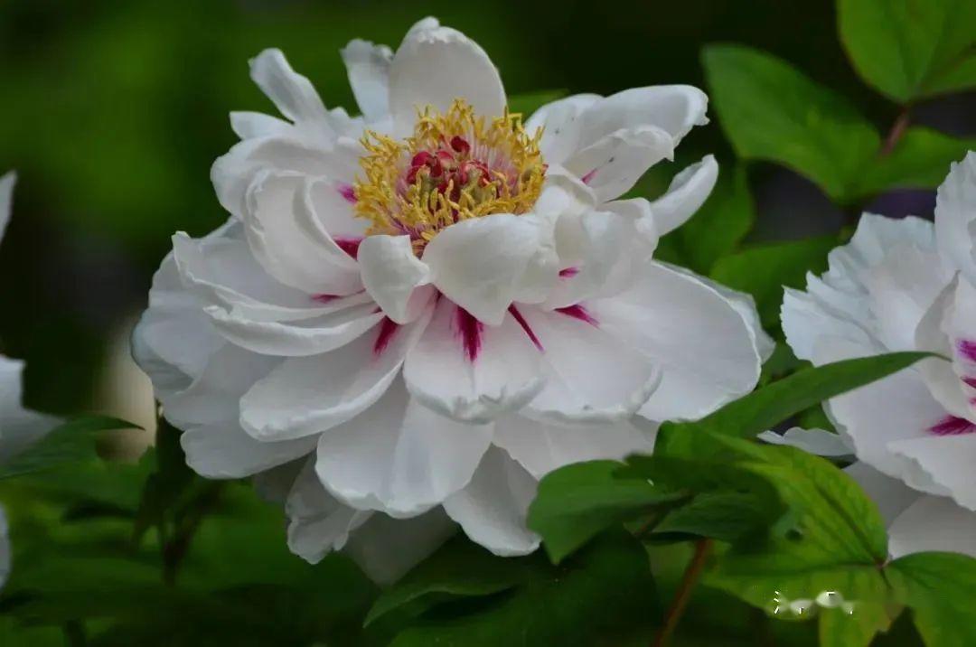 诗词精粹群芳百艳尊魁首众蕊千娇让雅仙