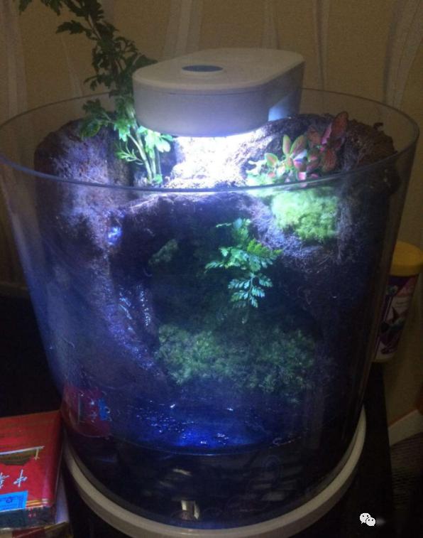 圆缸改造水陆缸造景尝试