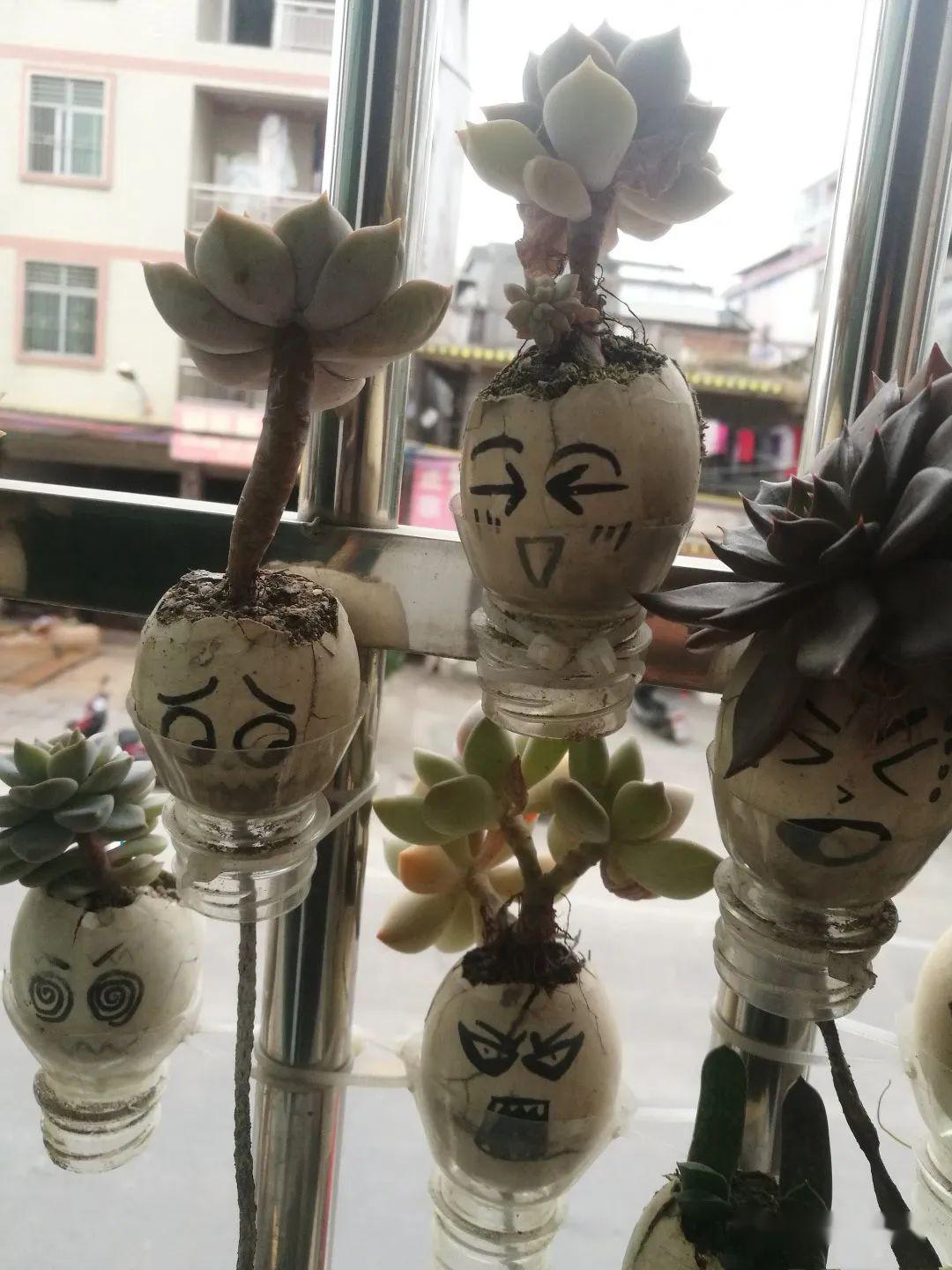 蛋壳还能这样养花实用又好玩咋不早告诉我