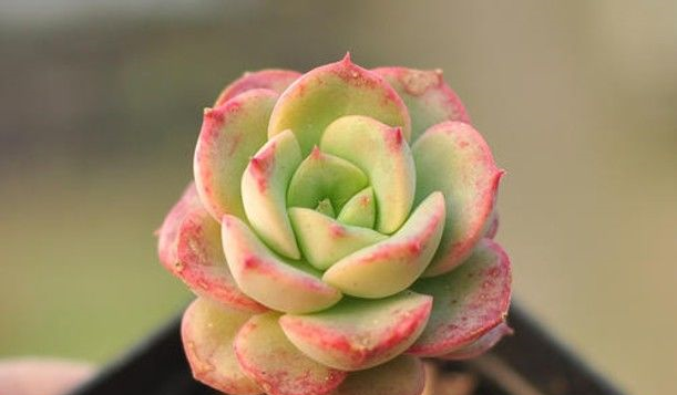 多肉植物:妮可莎娜,叶片宽大肥厚,就像一朵盛开的玫瑰花