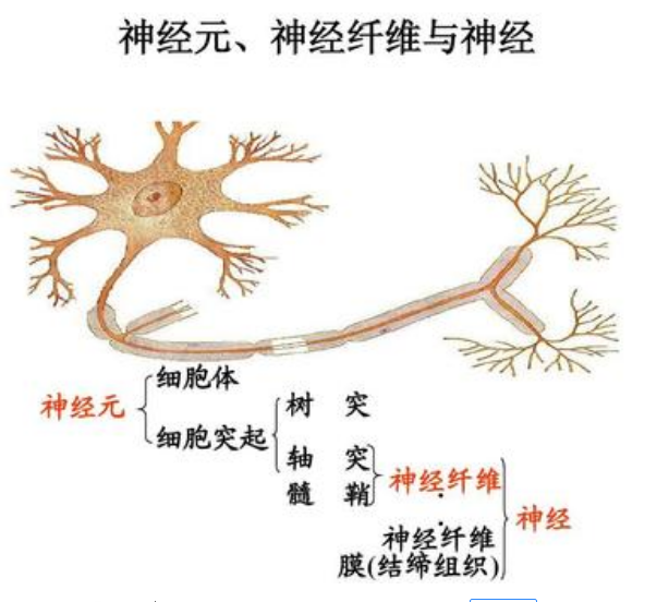 一根神经的构成结构图图片