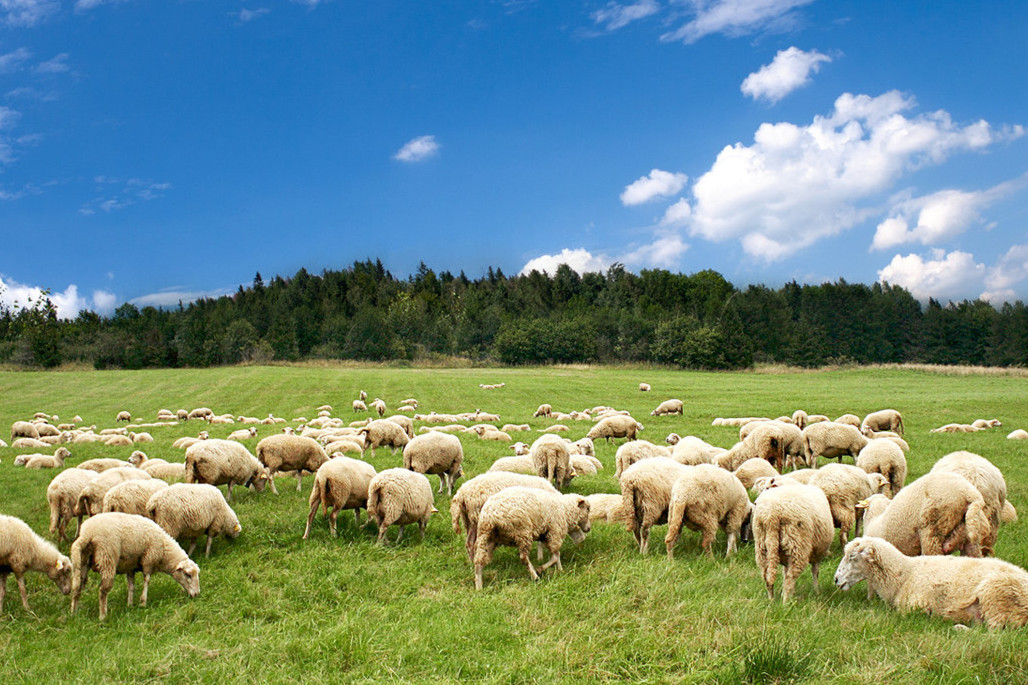 太实在!还要帮忙贴春膘,蒙古国送的3万只羊再等等,先准备孜然_蒙古羊