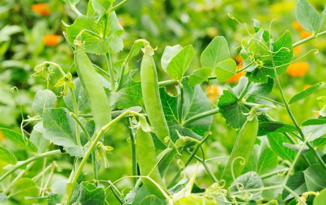 老一辈茅山人会把豌豆头读成"安豆头"