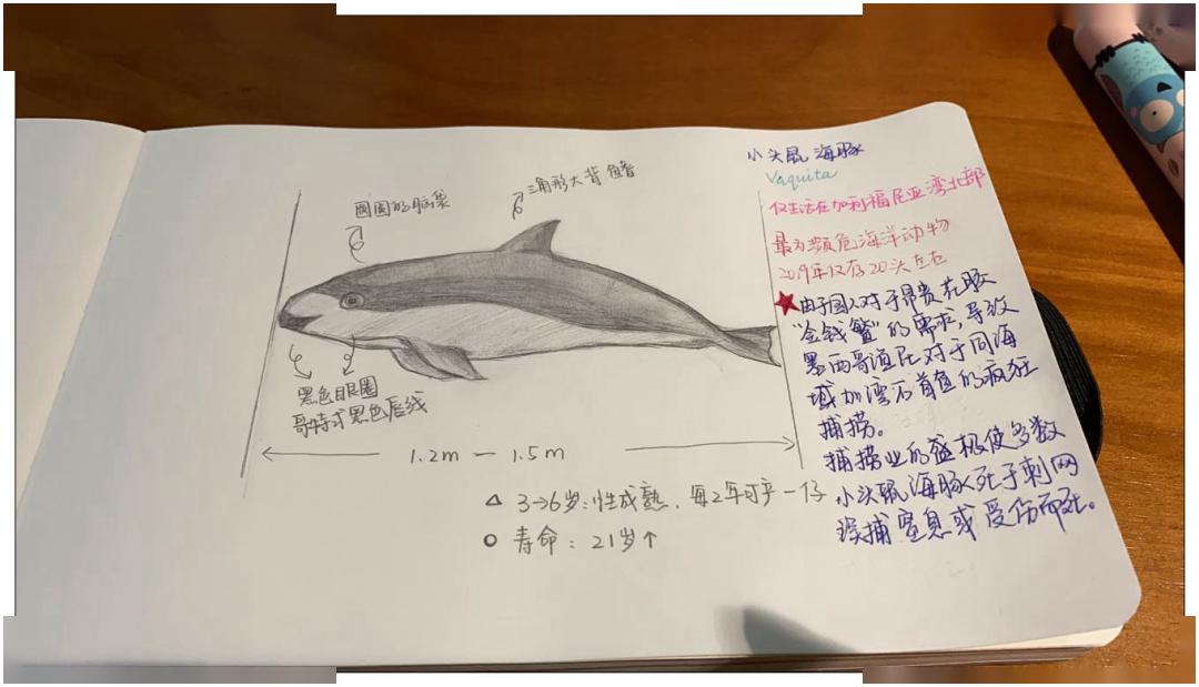 18支画笔下的小头鼠海豚