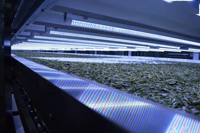 东源全自动白茶萎凋生产线正式投入运行