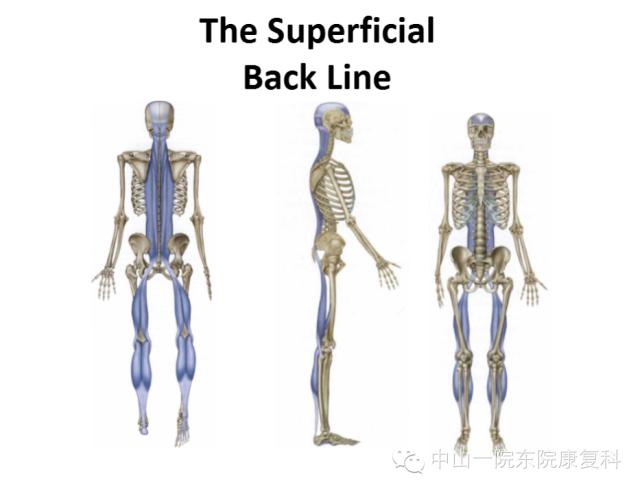 解剖列车人体12条筋膜链解析及具体手法操作详解