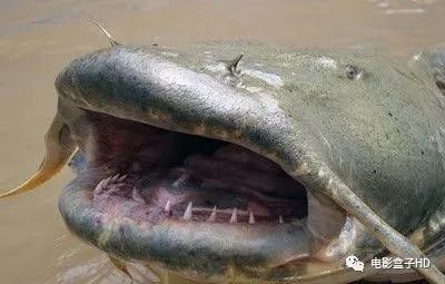 确实有原型!_鲶鱼