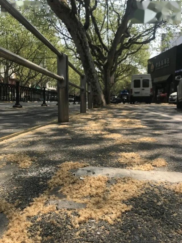 茸城进入飞絮季,这些防治措施进行中_悬铃木