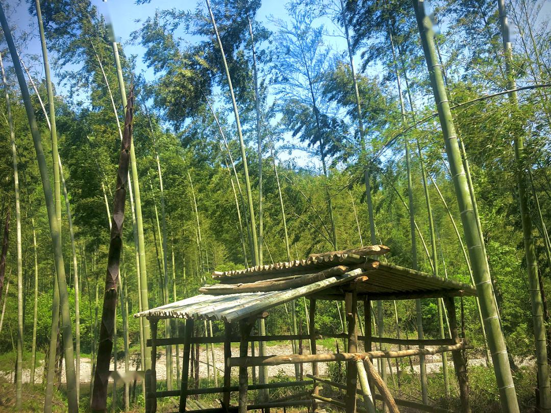 来赋春车田村十里竹廊赴一场徒步踏青的旅行!